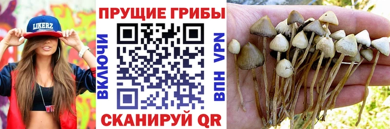 площадка как зайти  Камышин  Псилоцибиновые грибы Psilocybe 